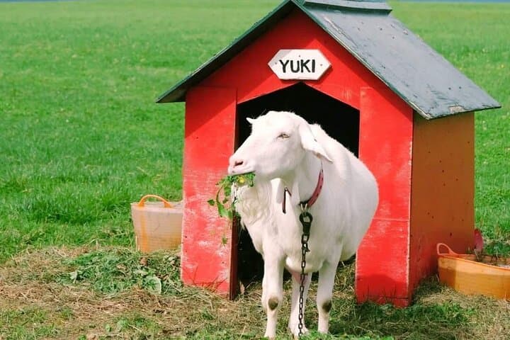 Noboribetsu and Toyako Wonders Hot Springs Farms and Scenic Spots — photo 6
