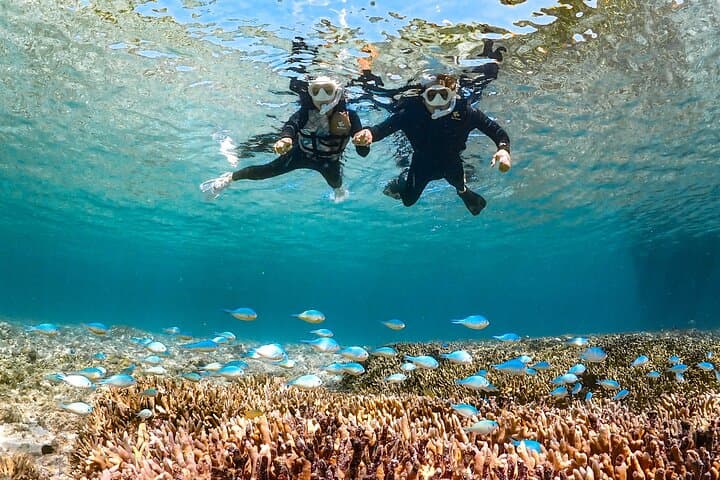 Miyakojima:Snorkeling｜Pick-up OK｜sea turtles & Fish and coral — photo 2