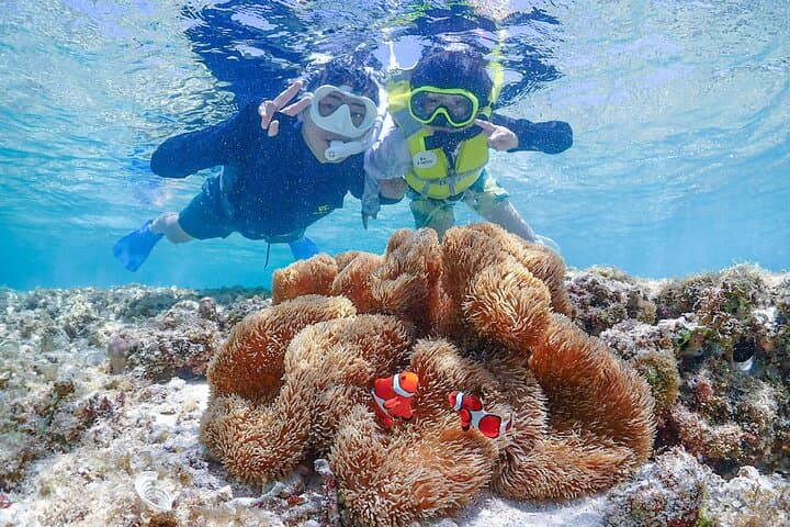 Miyakojima:Snorkeling｜Pick-up OK｜sea turtles & Fish and coral — photo 10
