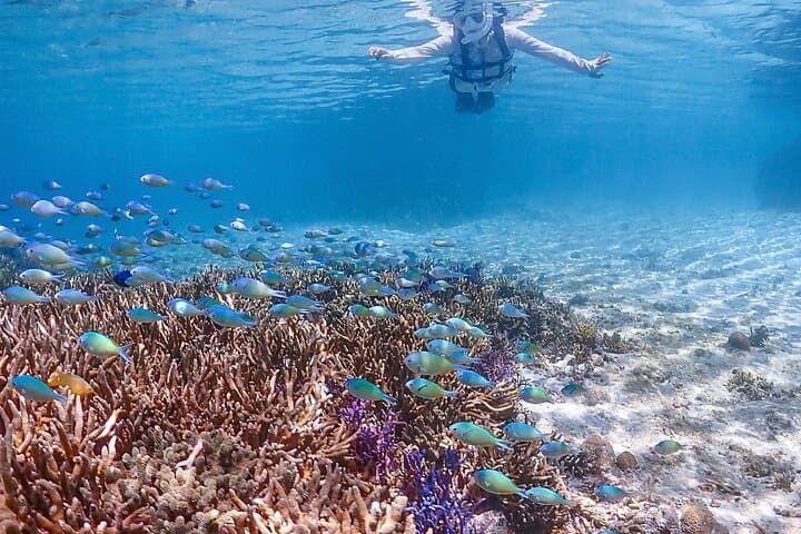 Miyakojima:Snorkeling｜Pick-up OK｜sea turtles & Fish and coral — photo 11