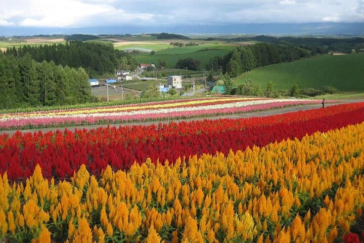 [Biei/Furano] One-day sightseeing by private car! — photo 19