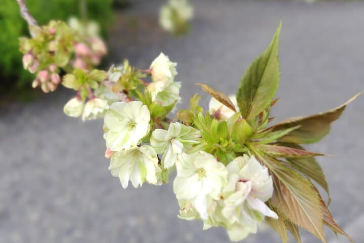 Private Customized Walking Tour in Kyoto — photo 18