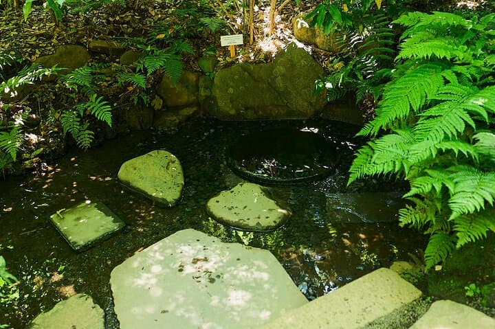 Tokyo: Meiji Shrine Walking Tour — Shintoism & Imperial System — photo 17