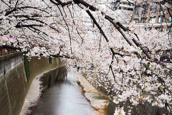 Explore Tokyo's trendy uptown area, Nakameguro and Daikanyama — photo 4