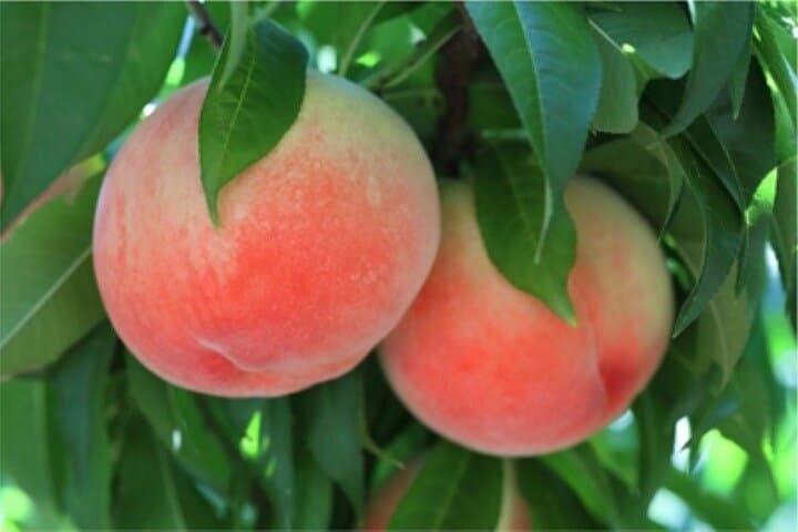 Day Trip to Wakayama Prefecture with Fruits Picking Activity — photo 2