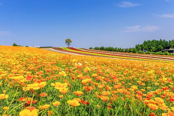 Hokkaido Biei Blue Pond Furano Flower Farm Ningle Terrace Trip — photo 4
