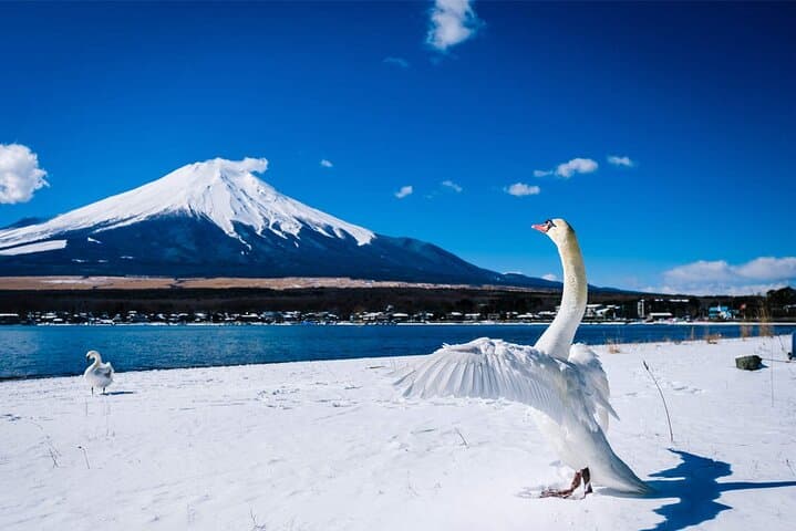 Mt Fuji and Hakone Day Trip from Tokyo with Ropeway Experience — photo 5