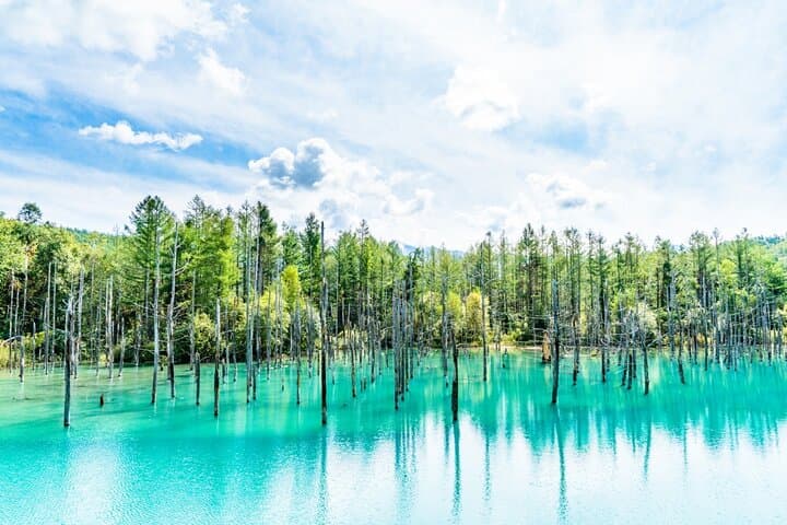 Hokkaido Biei Blue Pond Furano Flower Farm Ningle Terrace Trip — photo 8