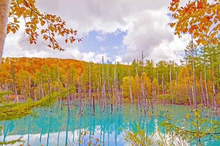 Hokkaido Biei Blue Pond Furano Flower Farm Ningle Terrace Trip — photo 9