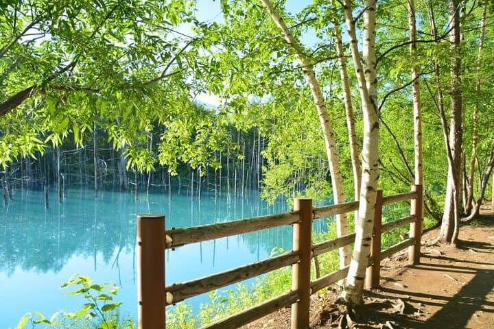 Hokkaido Biei Blue Pond Furano Flower Farm Ningle Terrace Trip — photo 10