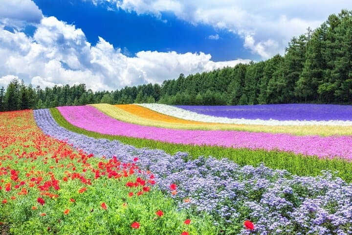 Hokkaido Biei Blue Pond Furano Flower Farm Ningle Terrace Trip — photo 7