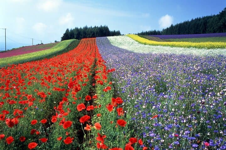 Hokkaido Biei Blue Pond Furano Flower Farm Ningle Terrace Trip — photo 15