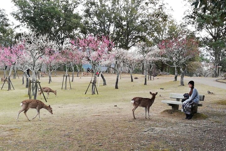 Private Full-Day Nara Tour Hozanji Temple Cable Car and Nara Park — photo 3