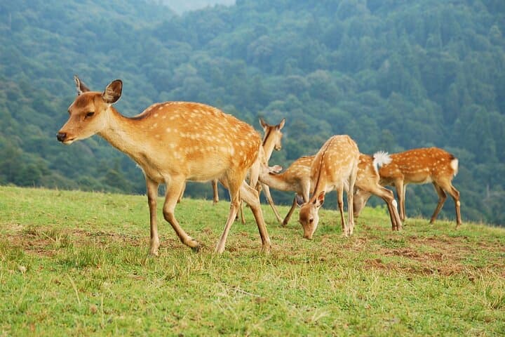 Nara: Hike Mt. Wakakusa and Encounter Wild, Free-Roaming Deer — photo 2