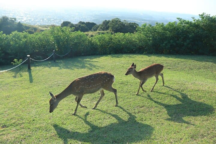 Nara: Hike Mt. Wakakusa and Encounter Wild, Free-Roaming Deer — photo 4