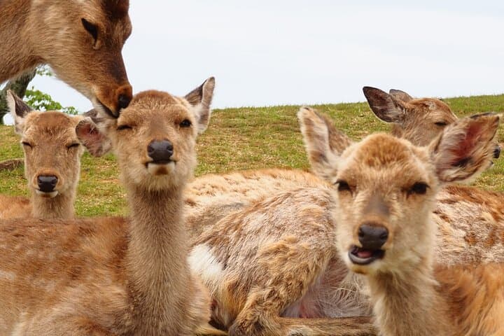 Nara: Hike Mt. Wakakusa and Encounter Wild, Free-Roaming Deer — photo 5