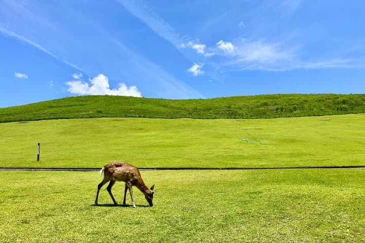 Nara: Hike Mt. Wakakusa and Encounter Wild, Free-Roaming Deer — photo 7