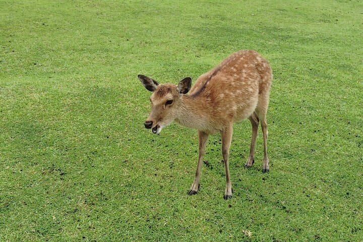 Nara: Hike Mt. Wakakusa and Encounter Wild, Free-Roaming Deer — photo 9