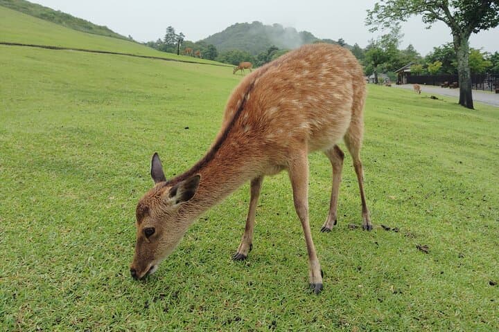 Nara: Hike Mt. Wakakusa and Encounter Wild, Free-Roaming Deer — photo 10
