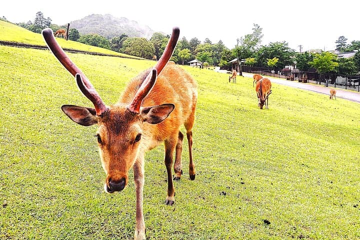 Nara: Hike Mt. Wakakusa and Encounter Wild, Free-Roaming Deer — photo 11