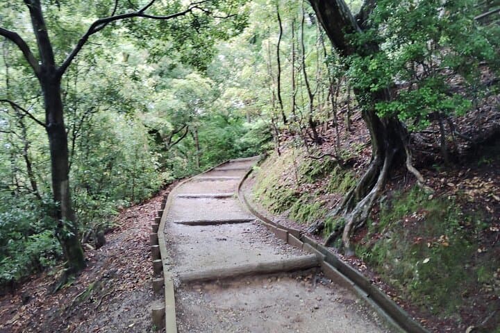Nara: Hike Mt. Wakakusa and Encounter Wild, Free-Roaming Deer — photo 12
