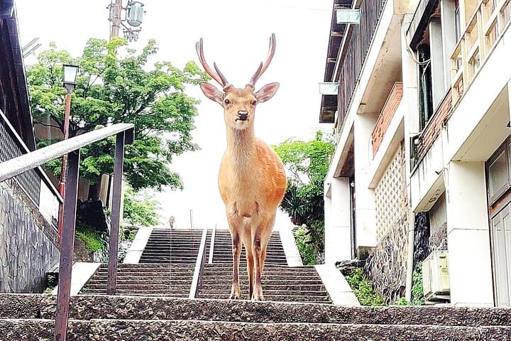 Nara: Hike Mt. Wakakusa and Encounter Wild, Free-Roaming Deer — photo 6