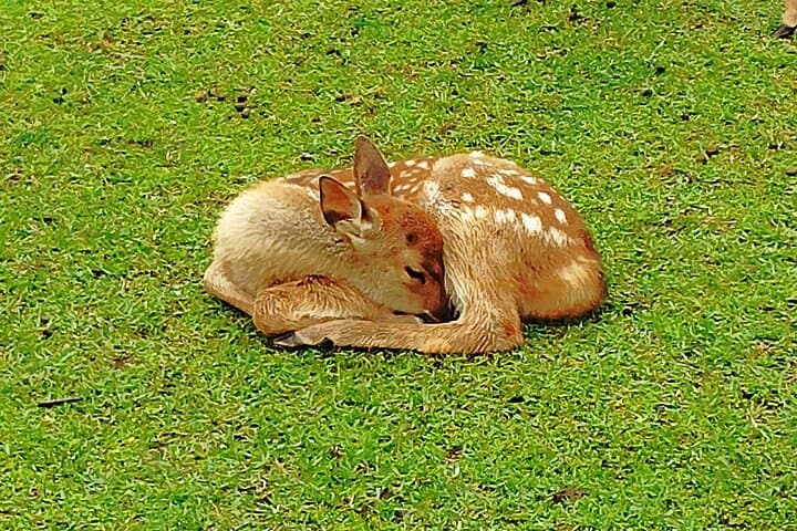 Nara: Hike Mt. Wakakusa and Encounter Wild, Free-Roaming Deer — photo 8