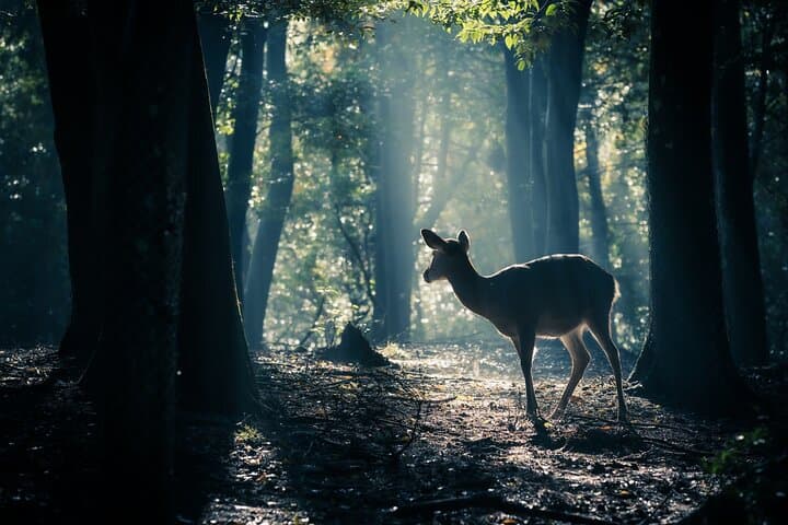 Nara: Sacred Morning Walk with Deer in the Mist — photo 2