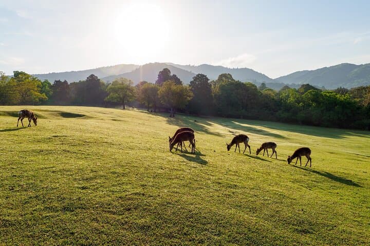 Nara: Sacred Morning Walk with Deer in the Mist — photo 5