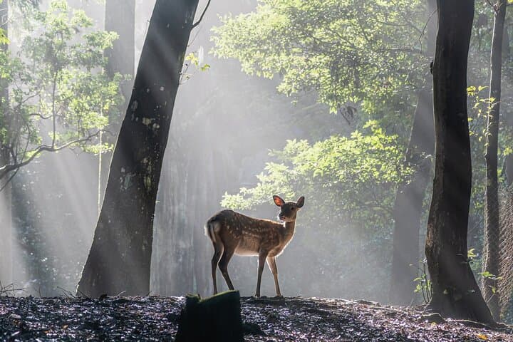 Nara: Sacred Morning Walk with Deer in the Mist — photo 6