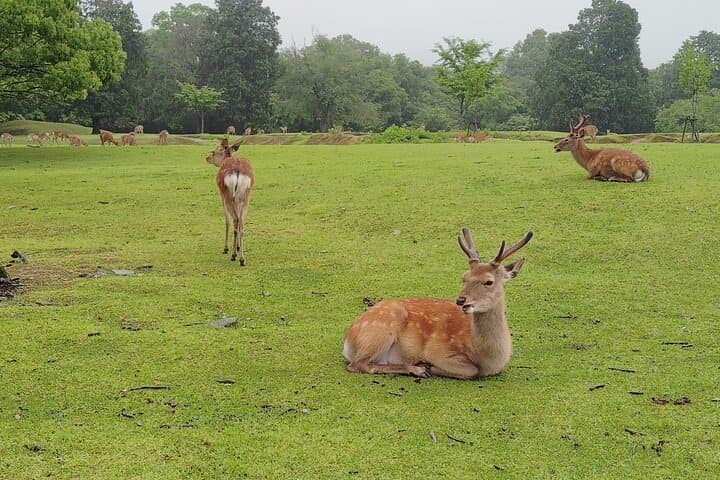 Nara: Sacred Morning Walk with Deer in the Mist — photo 10