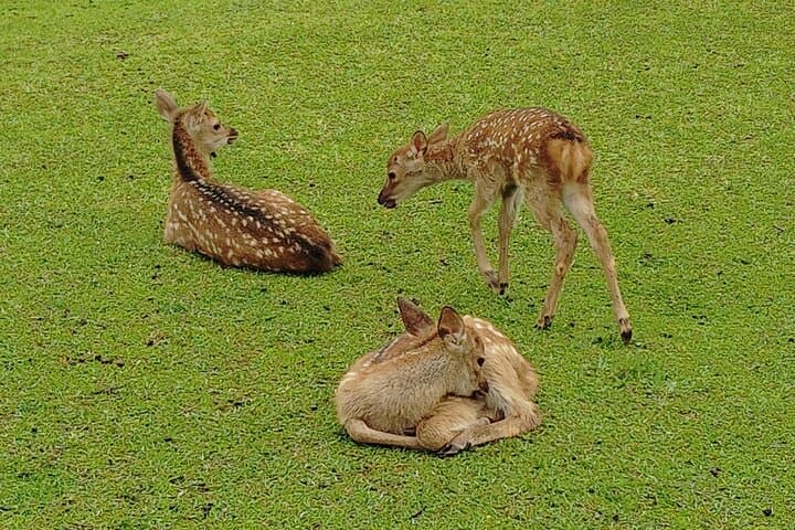 Nara: Sacred Morning Walk with Deer in the Mist — photo 12