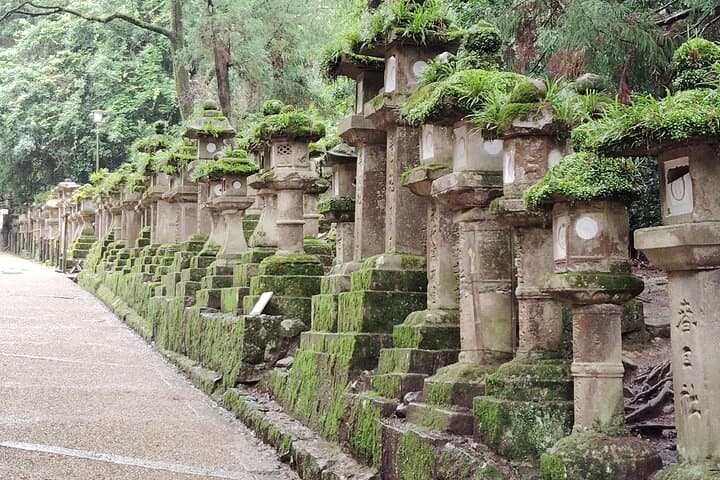 Nara: Sacred Morning Walk with Deer in the Mist — photo 14