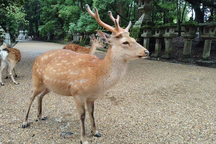 Nara: Sacred Morning Walk with Deer in the Mist — photo 20