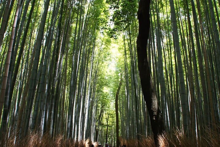 Kyoto: Arashiyama Bamboo Forest, Monkeys, Matcha & Temple Tour — photo 8