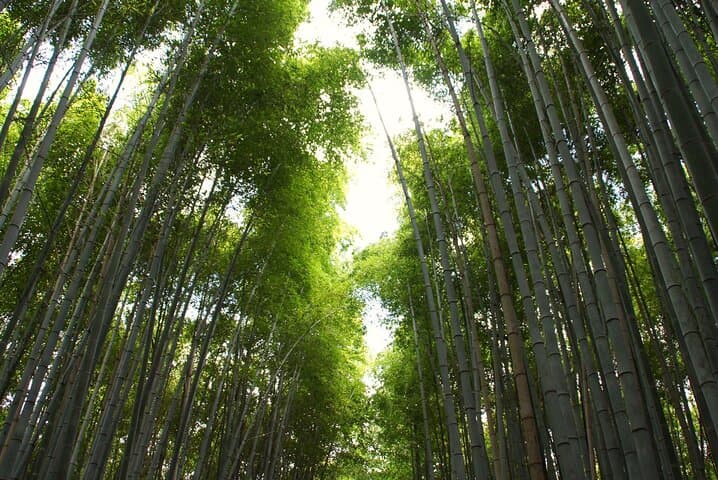 Kyoto: Arashiyama Bamboo Forest, Monkeys, Matcha & Temple Tour — photo 11