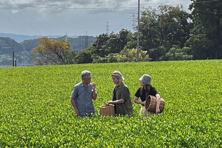 Private Car Tour from Shimizu Port to Visit Kakegawa Tea Culture — photo 8