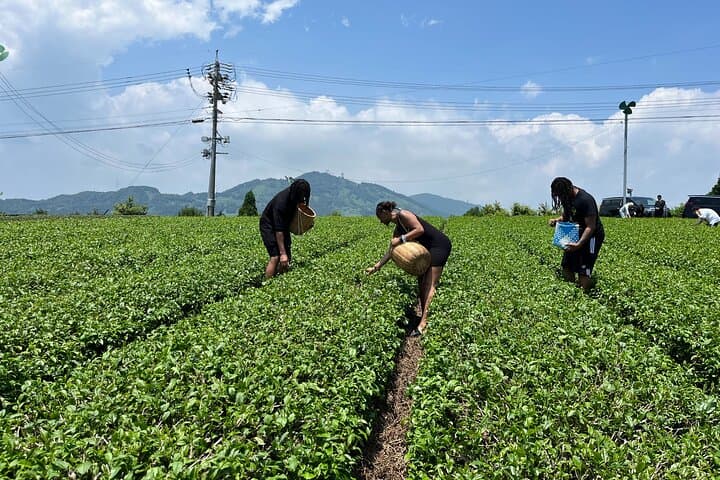 Private Car Tour from Shimizu Port to Visit Kakegawa Tea Culture — photo 9