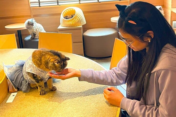 Tokyo Night Tour: Shinjuku Cat Cafe, 3D Cat & Original 3D Latte — photo 1
