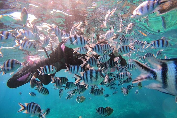 AO Exclusive: Private Blue Cave Snorkeling — photo 8