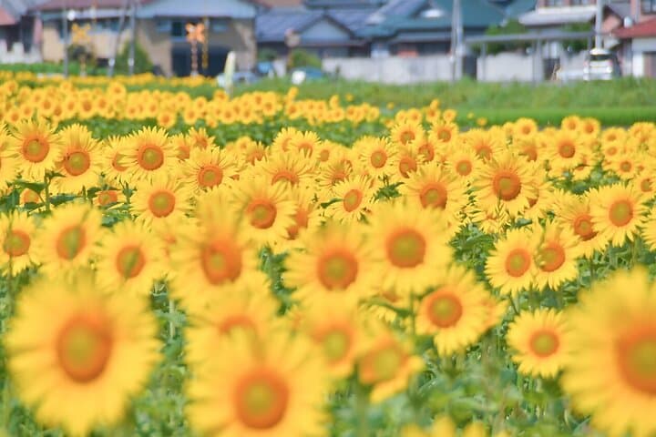 Rent a bike Let's go see the sunflowers in Mannou Town with an electrically assisted e-bike!Introducing Recommendation routes for sunflower producers. — photo 4