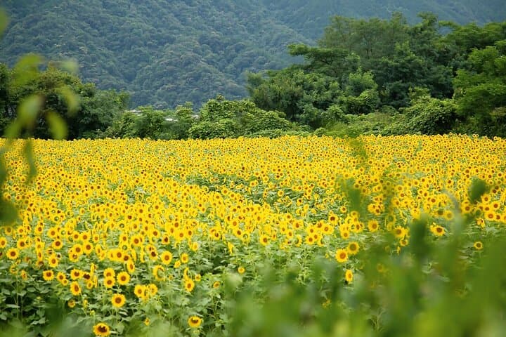 Rent a bike Let's go see the sunflowers in Mannou Town with an electrically assisted e-bike!Introducing Recommendation routes for sunflower producers. — photo 5