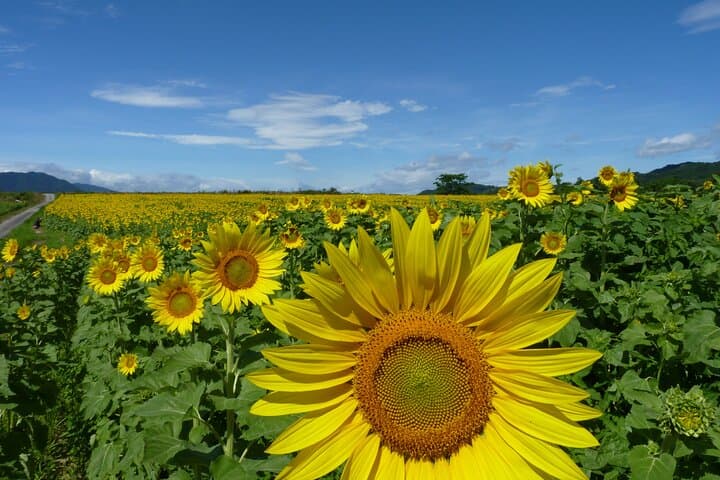 Rent a bike Let's go see the sunflowers in Mannou Town with an electrically assisted e-bike!Introducing Recommendation routes for sunflower producers. — photo 7
