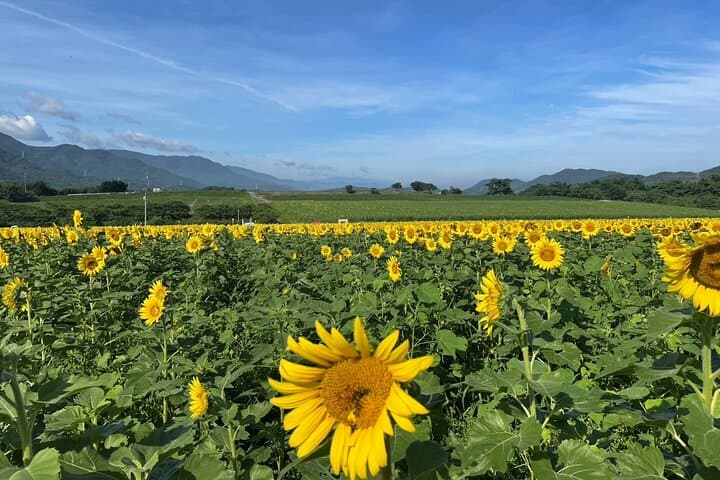 Rent a bike Let's go see the sunflowers in Mannou Town with an electrically assisted e-bike!Introducing Recommendation routes for sunflower producers. — photo 8