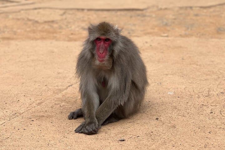 Kyoto: Arashiyama Bamboo Forest, Monkeys, Matcha & Temple Tour — photo 5