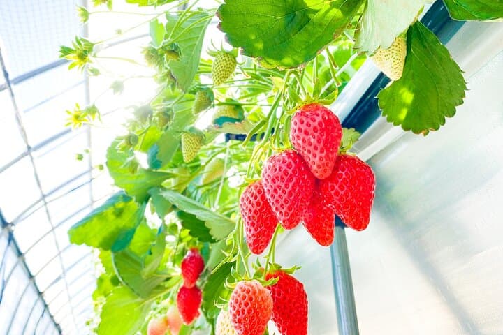 Play with Snow Crab Buffet Lunch and Strawberry Picking Bus Tour — photo 6