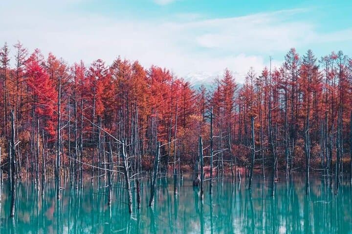 Private Car Tour to Biei Furano and Blue Pond from Sapporo — photo 7