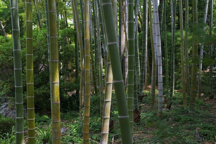 A Fun private Car Tour to Inuyama Castle. — photo 11