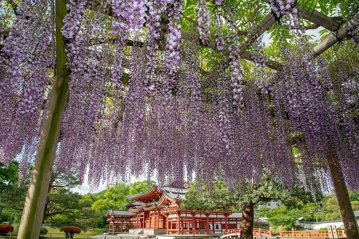 Osaka / Kyoto: Todai-ji, Nara Park, Fushimi Inari and Byodo-in — photo 17