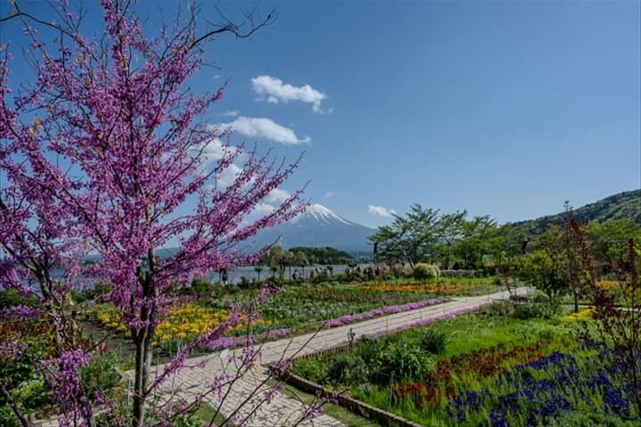 Lake Kawaguchi, Fuji Oishi Hana Terrace Guided Tour — photo 8